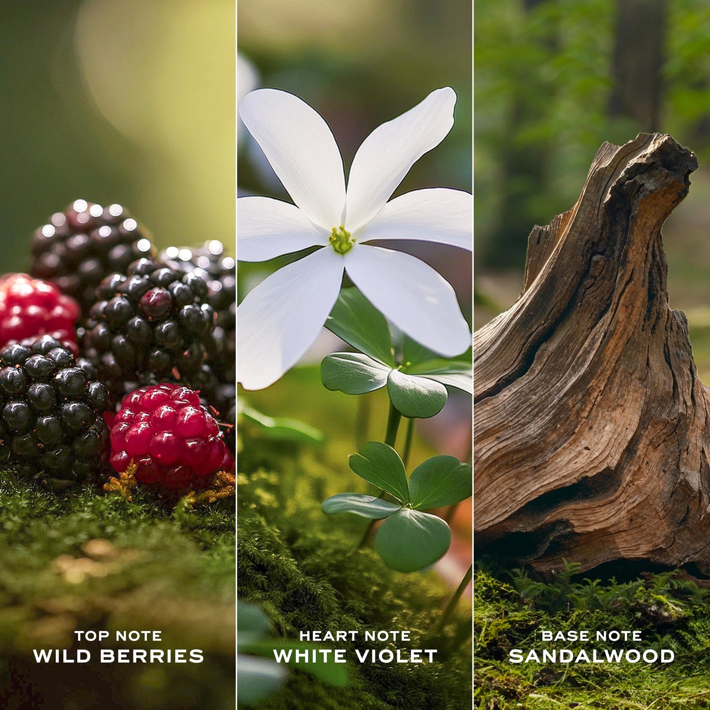 Marc Jacobs Daisy Eau de Toilette – Radiant Floral Women's Perfume – With Notes of Wild Berries, White Violet, Jasmine & Sandalwood